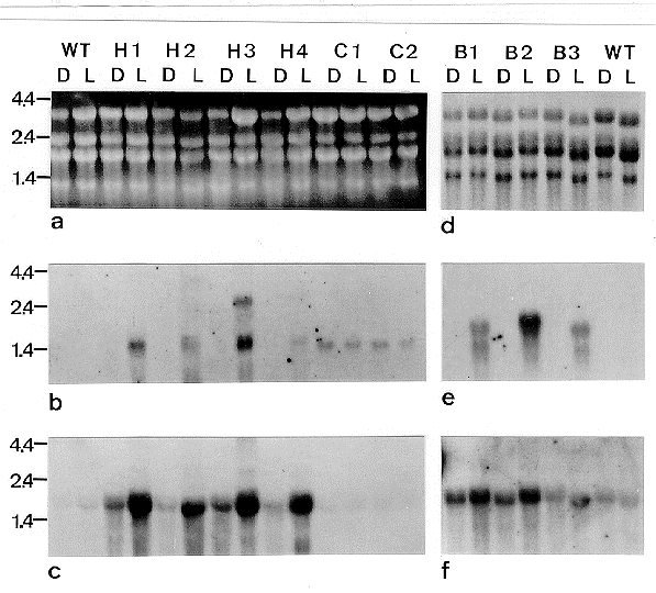 Co Regulation Of Two Tandem Genes By One Blue Light Element In Neurospora Crassa