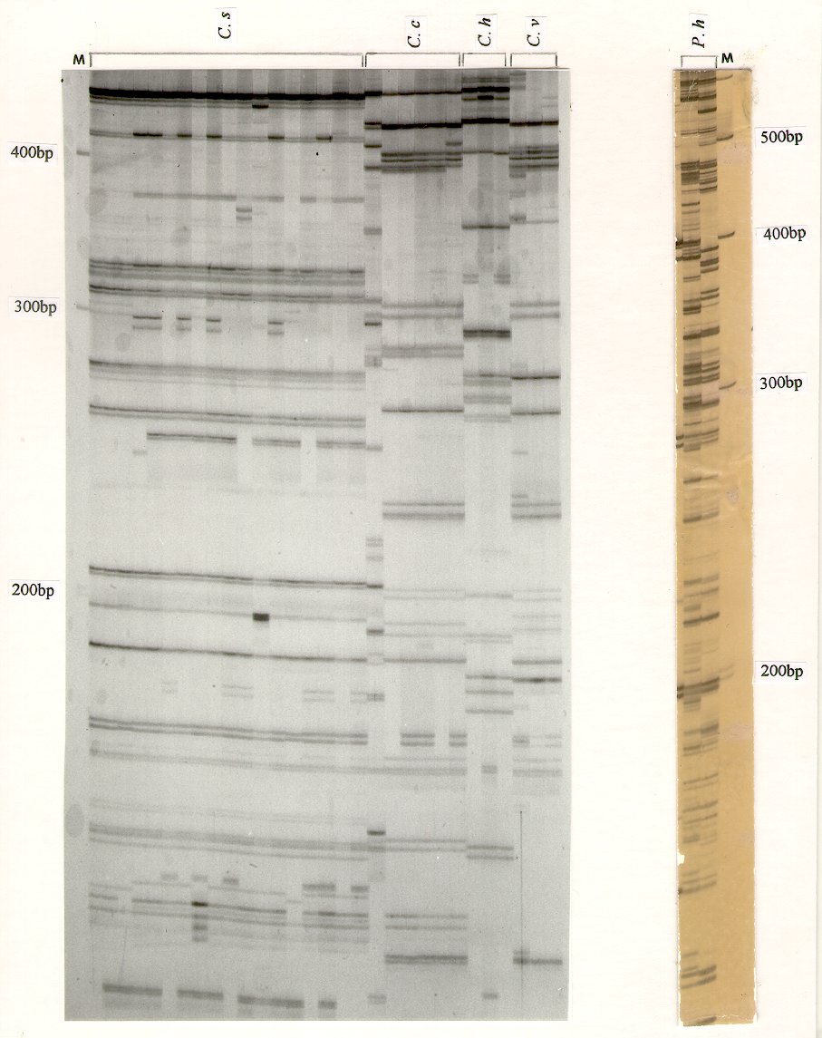 Figure 1, Zhong and Steffenson