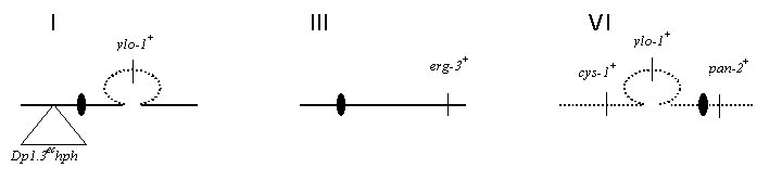 Relative map positions in the Dp 1.3ec hph ;Dp(IBj5)mat a  strain.